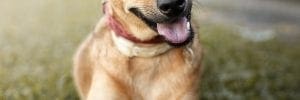 Humane society