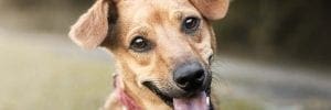 humane society